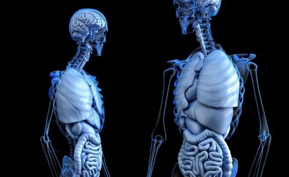 Chiropractor Kitchener